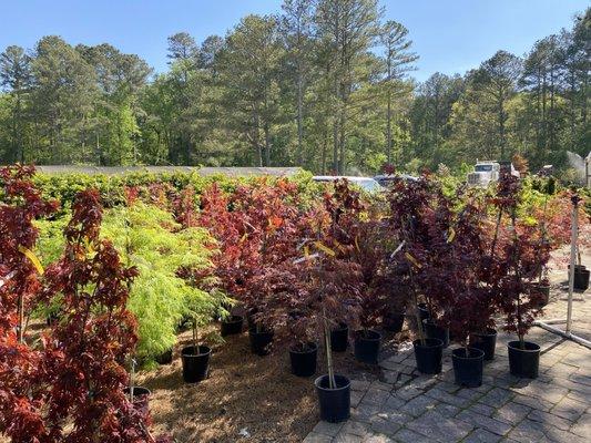 Buck Jones Nursery