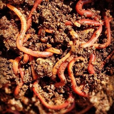 A thousand worms bought from McCrawls