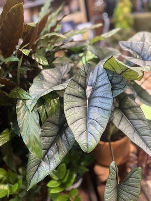 Somewhere That's Green Plant Shop