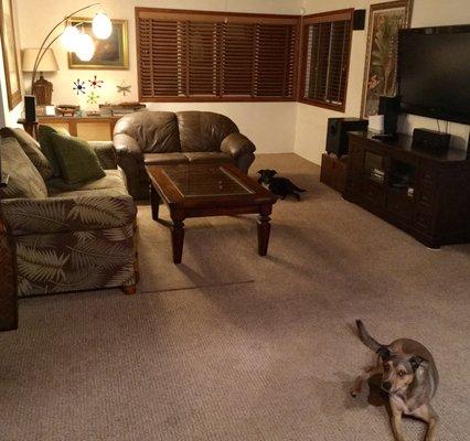 Our freshly cleaned carpet and the two reasons why we needed it cleaned!