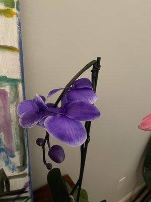Orchid broken on delivery.