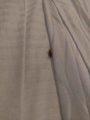 SureStay Plus Hotel By Best Western El Cajon