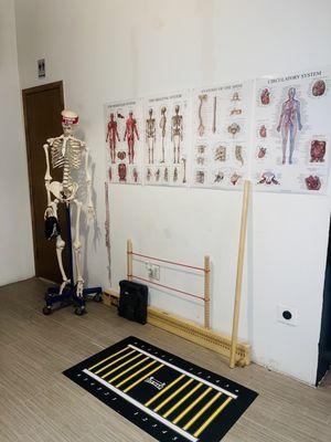 Assessment Office with Circulatory, Muscular and Skeletal Systems, Anatomy of the Spine and Fit Map for OHSA