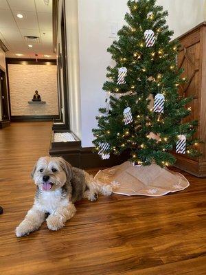 Tree of Light Whole Body Rejuvenation Center