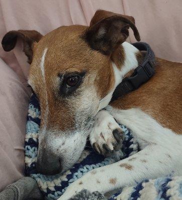 Farmington Veterinary Clinic