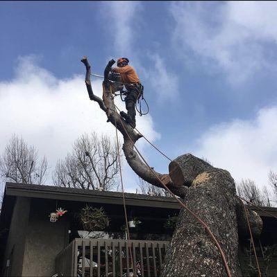 Marvilla’s Tree Service
