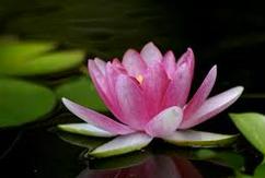 Healing Point Acupuncture