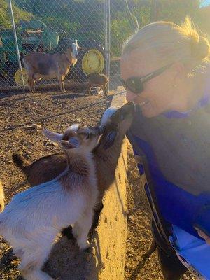 Wolff Peregrine L, DVM