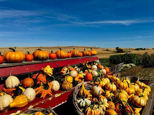 Stratton's Cutting Garden