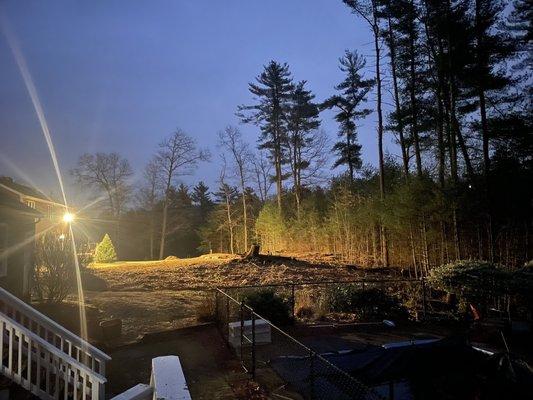 Clear cut and stumped