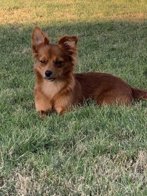 Puppy Treasures Small Dog Rescue