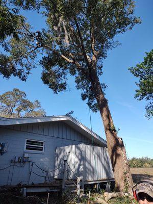 Oak tree removal, Maitland.
