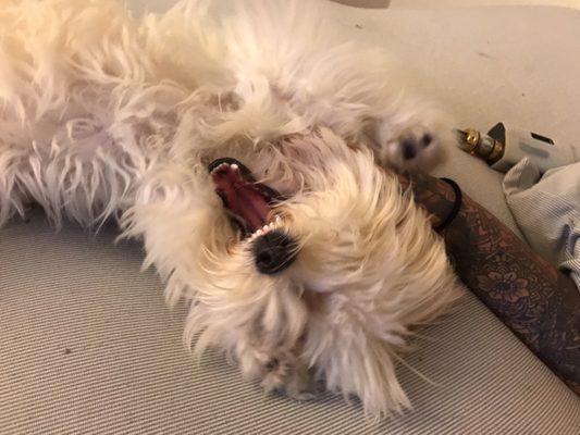 Lazy loves this place !