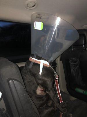 On her way home after surgery
