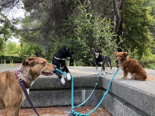 Doggy Day Care & Wellness