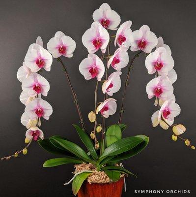 Symphony Orchids