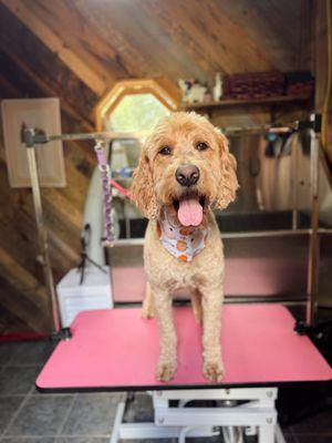 Saddle & Suds Dog Spa