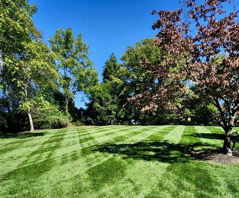 Julio's Tree & Landscaping Services