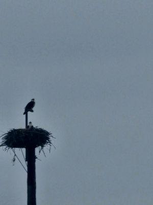 Nystrom and Associates