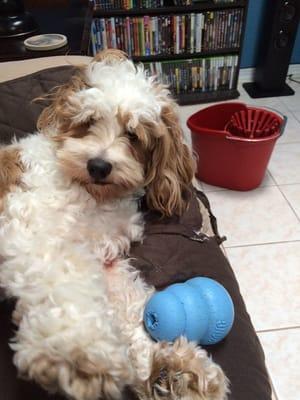 Happy Tails