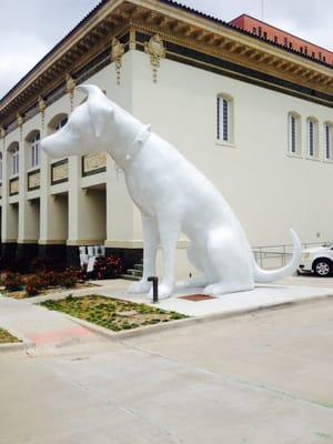 "Art" the giant Dalmatian in front of new SRAC hq. An old fire house downtown: 801 Crockett St. Shreveport, 71101.