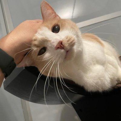 Pet rubs *STANDARD* for the lovers! Daily convos for the fighters! LOL