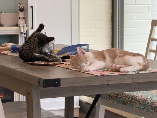 More sleepy kitties