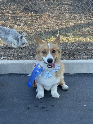 Companion's 'R' Us Dog Training