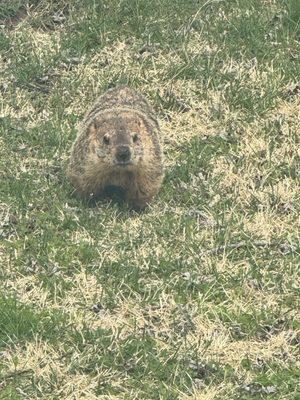 Placed closed down - Due to health department issues. Food was disgusting