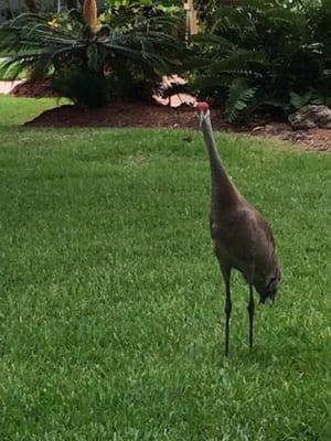 Indian River Colony Club