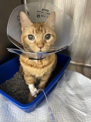 Animal Surgical Center