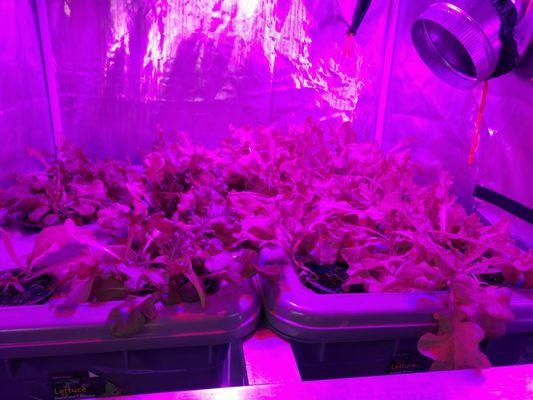 Much of what we do domestically revolves around hydroponics systems.