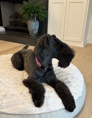 Joy's Pet Salon & Spaw