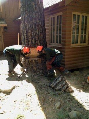 R & R Tree Service