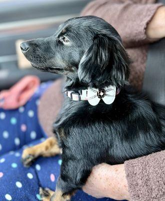 Puppy Castle Grooming Salon