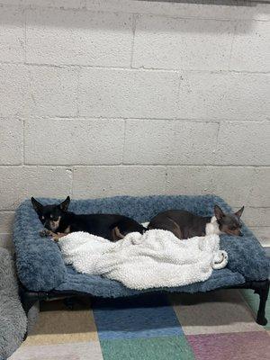 A Dog's Life Daycare & Training Center