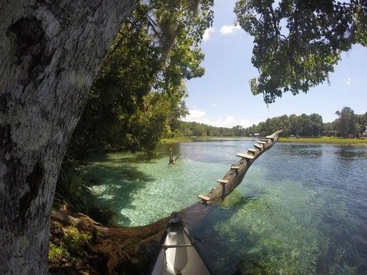 Nice Little Spot To Pull Up In The Kayak & Relax. Right next to the Rainbow River Cabin