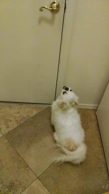 Sully can't wait to leave the house, trying to break down the door because he knows he's going to creature comforts.