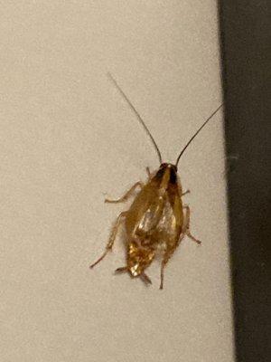 Park Victoria Apartments