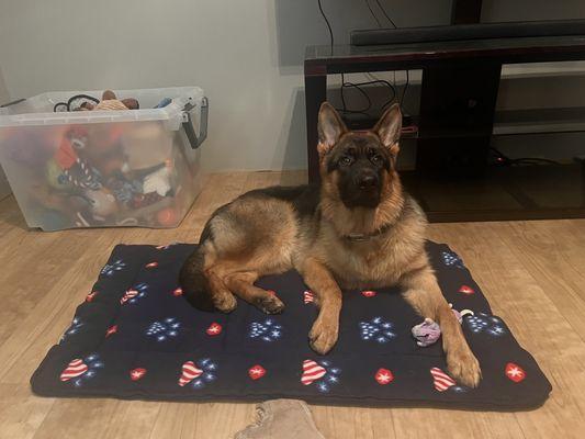 Apollo loves his new cuddle mat