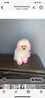 Kester Pets Grooming