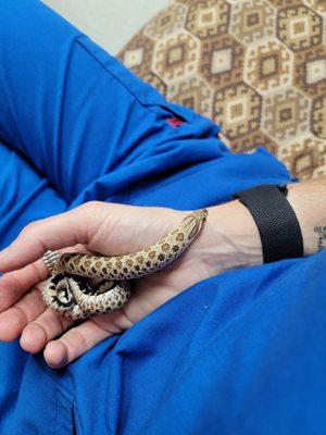 Hoschton Animal Hospital