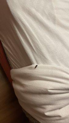 Bed bugs, horrible customer service, and unsanitary conditions. No refund yet.