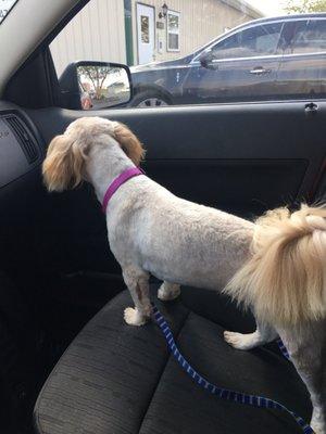 Dirty Dawgs Groom Shop