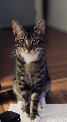 Gary the cat! Loves his vet