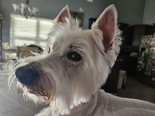 Forever love Grooming