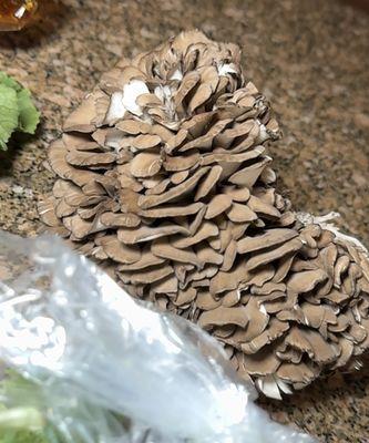 Seacoast Mushrooms LLC