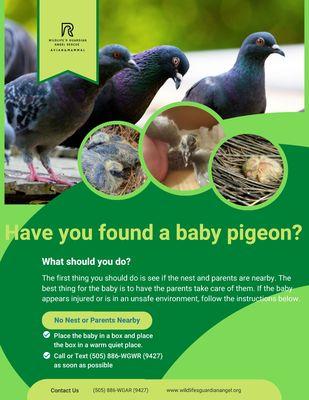 Wildlife's Guardian Angel Rescue