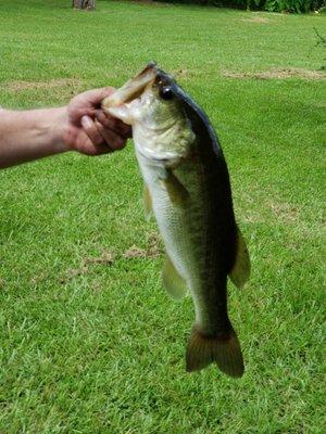 Bass caught with fine bait from bakers