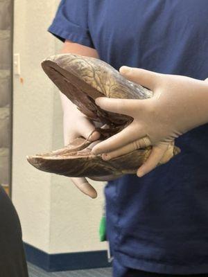 Arizona College - Mesa